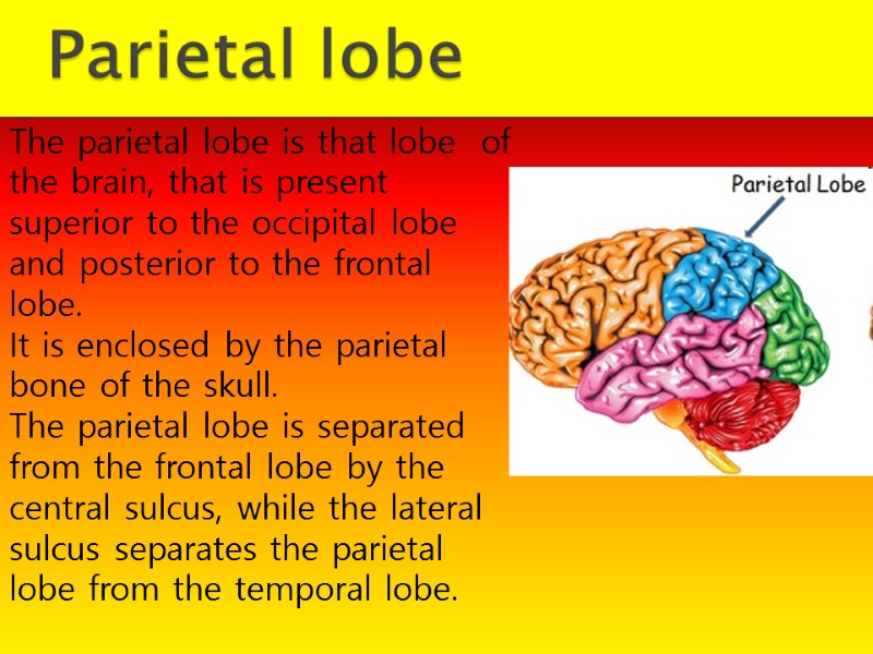 The parietal lobe is that lobe  of the brain, that is present 